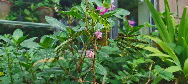 含羞草花语是什么意思