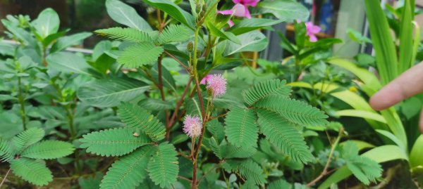 含羞草花语是什么意思