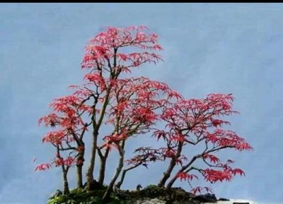 红枫树盆景如何种植 红枫盆景的养护和管理