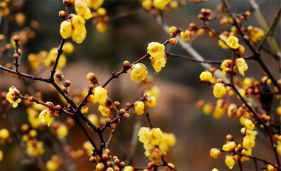 冬天开的花有哪些 盘点10种代表冬天的花