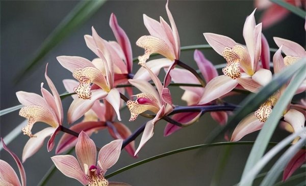 冬天开的花有哪些