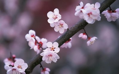 十大名花有哪些 中国十大花卉排行