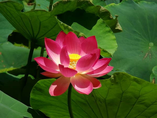 十大名花有哪些