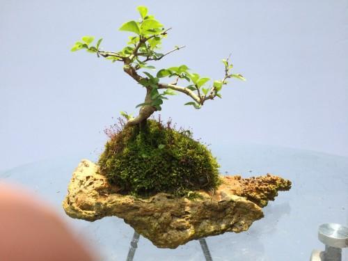 水蜡盆景怎么养