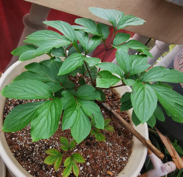 秋天的花朵有哪些