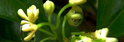 桂花分为几个品种 常见的桂花品种排名