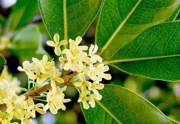 桂花分为几个品种