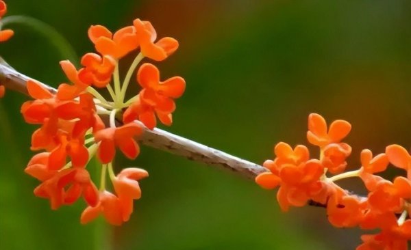 桂花分为几个品种