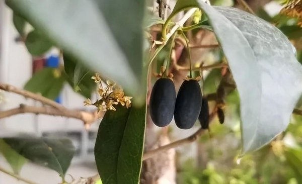 桂花分为几个品种