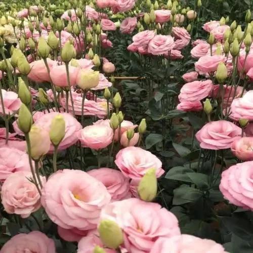 洋桔梗花语是什么
