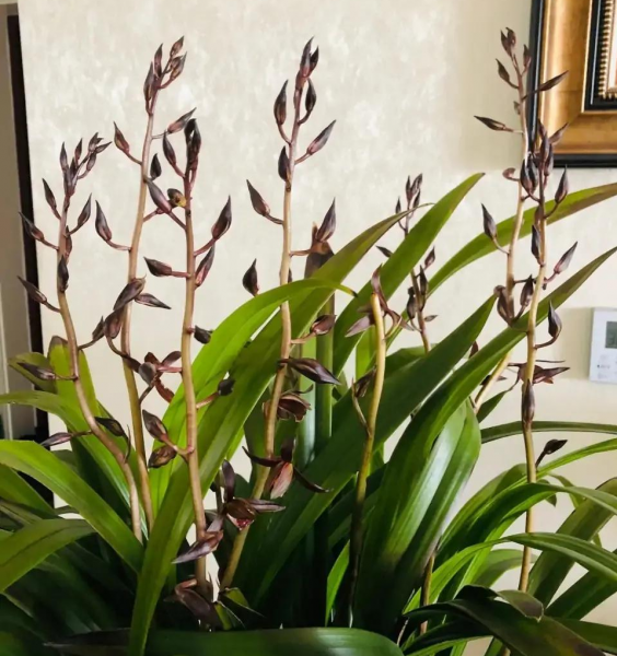 兰花分几大品种