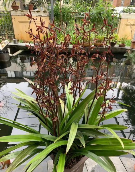 兰花分几大品种
