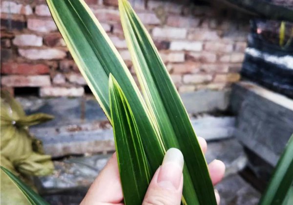 兰花分几大品种