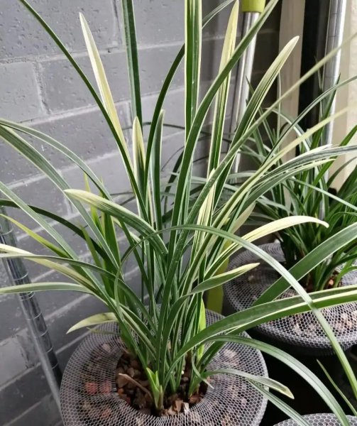 兰花分几大品种