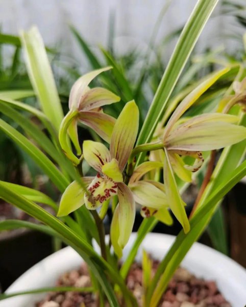 兰花分几大品种