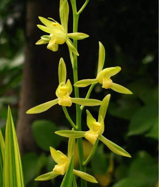 兰花分几大品种