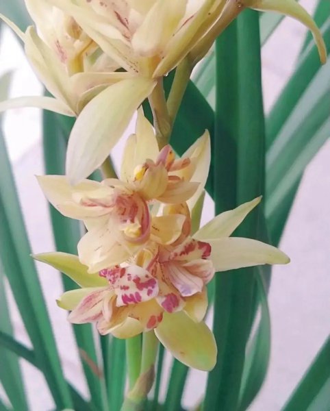 兰花分几大品种