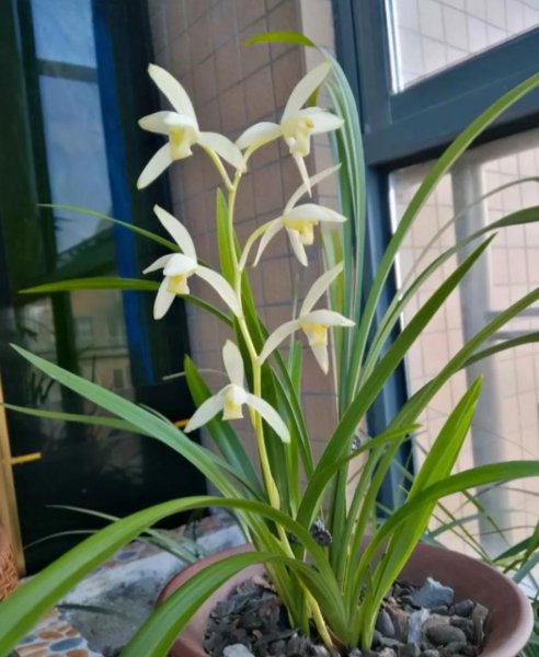 兰花分几大品种