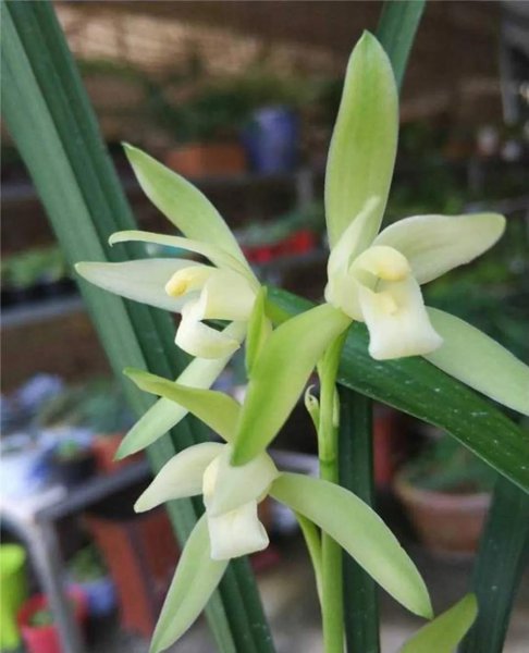 兰花分几大品种