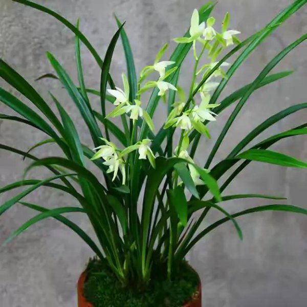 兰花分几大品种