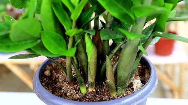 室内盆栽植物有哪些