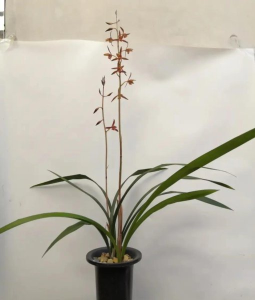 普通的兰花有哪些品种
