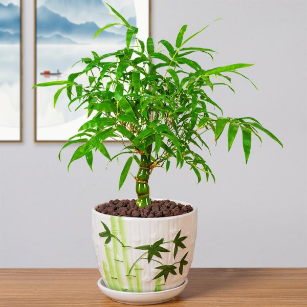 竹子盆栽有哪些品种