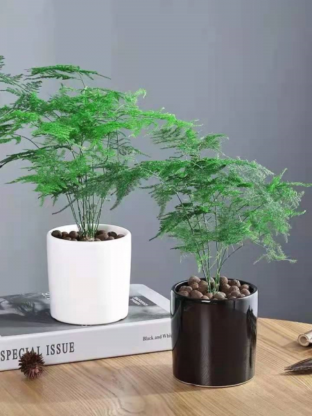 竹子盆栽有哪些品种