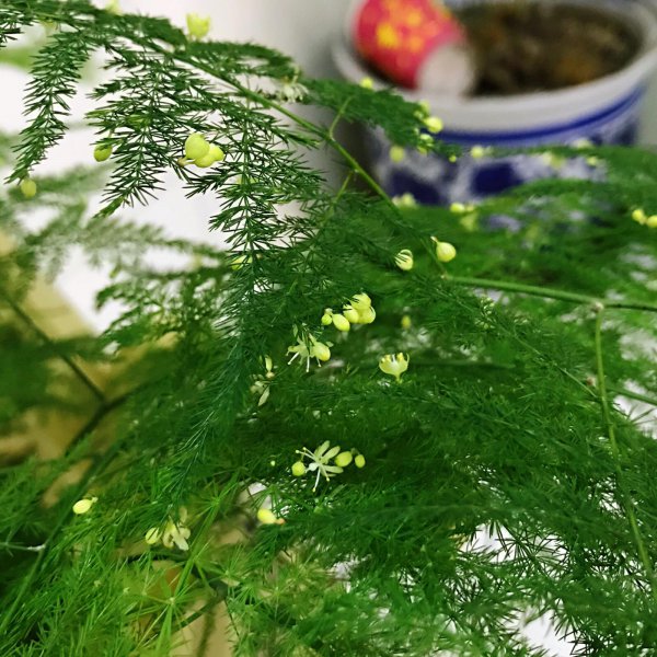 竹子盆栽有哪些品种