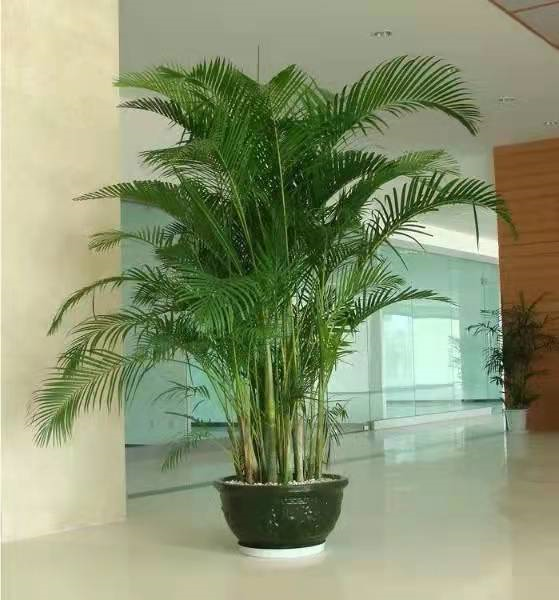 竹子盆栽有哪些品种