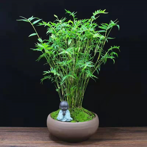竹子盆栽有哪些品种