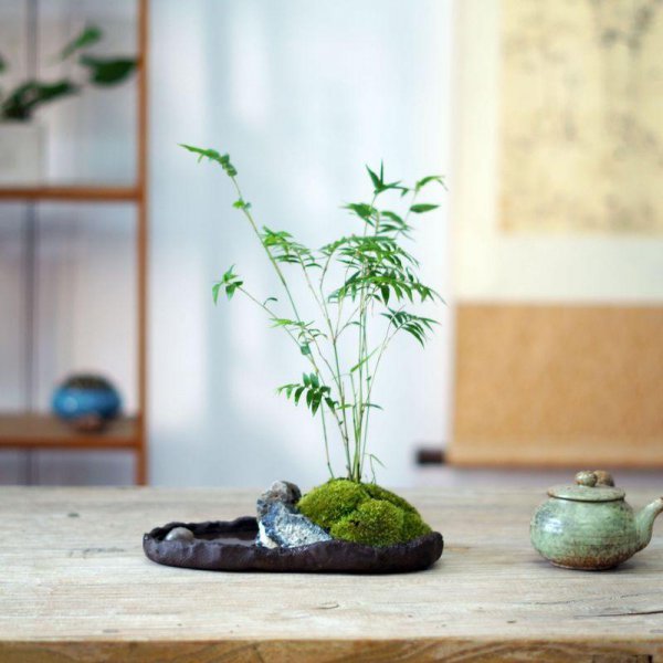 竹子盆栽有哪些品种