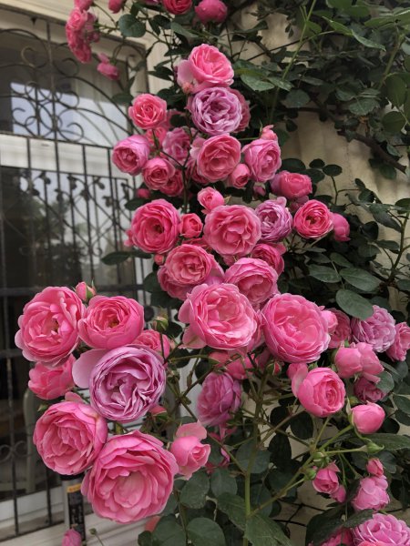 丰花月季品种有哪些