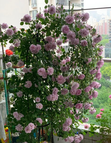 丰花月季品种有哪些