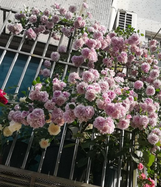 丰花月季品种有哪些