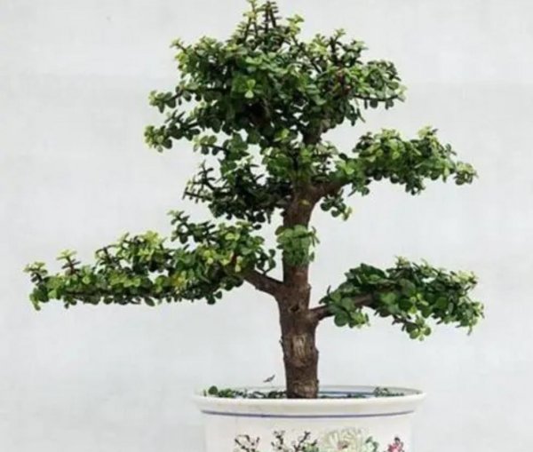 金枝玉叶植物怎么养