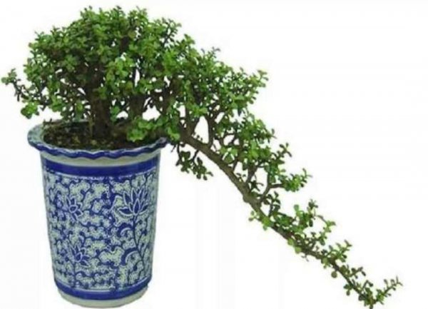 金枝玉叶植物怎么养