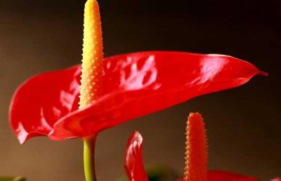 火鹤花叶子干枯怎么办 盆栽火鹤花养殖注意事项