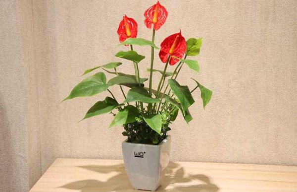 火鹤花叶子干枯怎么办
