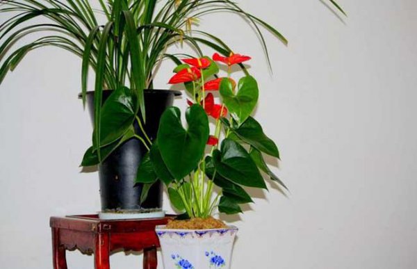 火鹤花叶子干枯怎么办