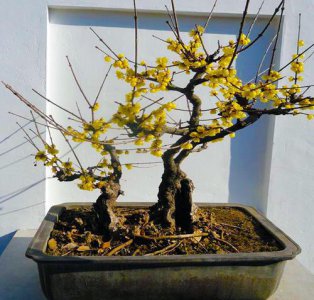 梅花盆景如何养护管理 梅花的盆栽管理方法