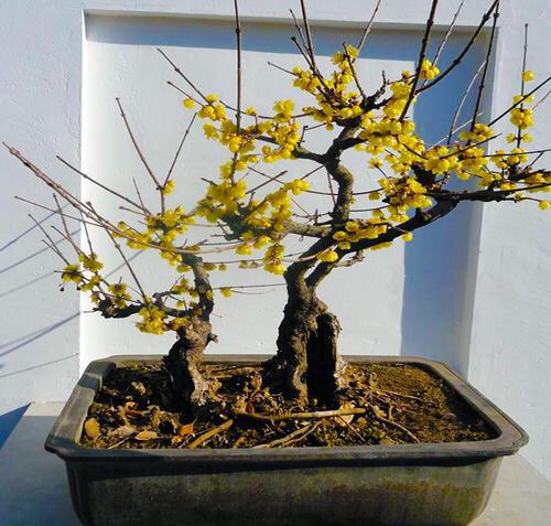 梅花盆景如何养护管理