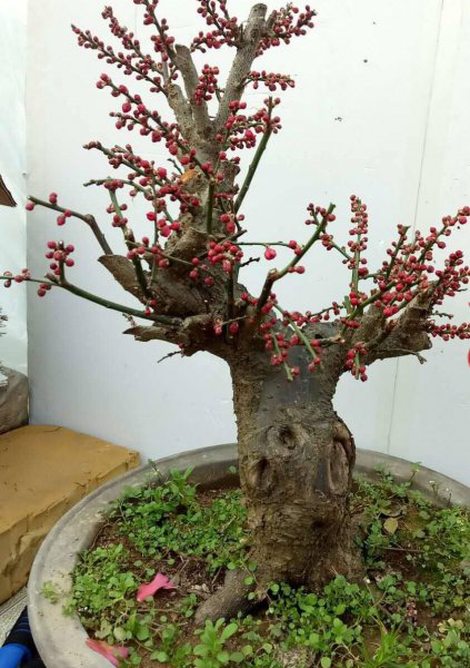 梅花盆景如何养护管理
