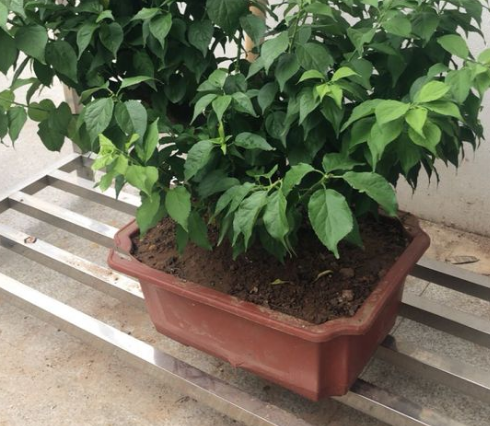 梅花盆景如何养护管理