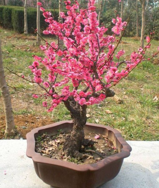 梅花盆景如何养护管理