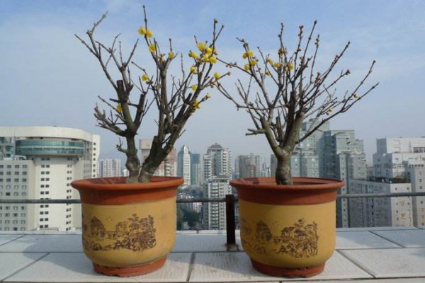 梅花盆景如何养护管理