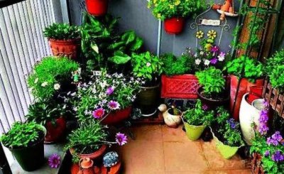 家庭养什么花最好 家庭常见的盆栽花卉介绍