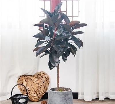 橡皮树怎么剪枝