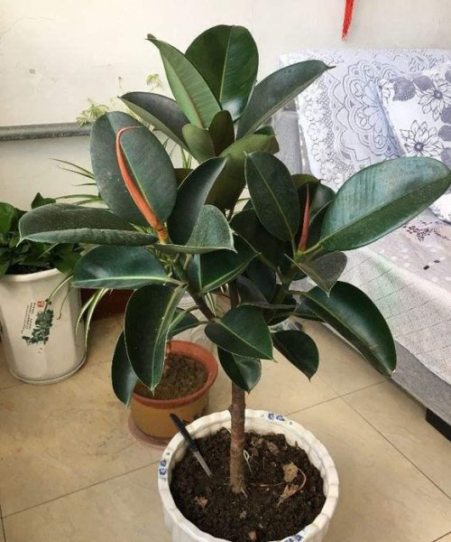 橡皮树怎么剪枝