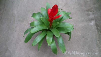 凤梨怎么种植盆栽 凤梨植物室内养殖方法
